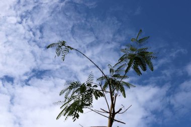 Mavi gökyüzüne karşı uzun bir ağacın dalı.