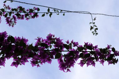 Mavi gökyüzüne karşı uzun bir ağacın dalı.