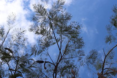 Mavi gökyüzüne karşı uzun bir ağacın dalı.