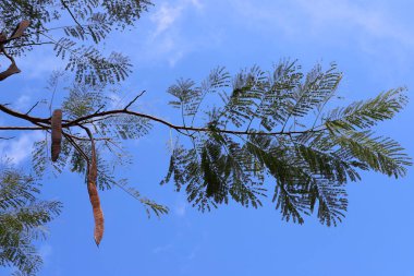 Mavi gökyüzüne karşı uzun bir ağacın dalı.