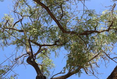 Mavi gökyüzüne karşı uzun bir ağacın dalı.