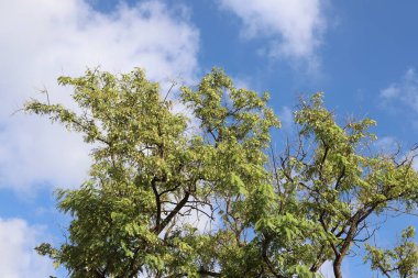 Mavi gökyüzüne karşı uzun bir ağacın dalı.
