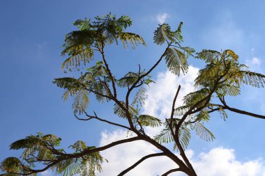 Mavi gökyüzüne karşı uzun bir ağacın dalı.
