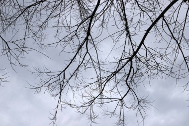 Mavi gökyüzüne karşı uzun bir ağacın dalı.