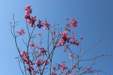 Mavi gökyüzüne karşı uzun bir ağacın dalı.