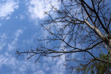 Mavi gökyüzüne karşı uzun bir ağacın dalı.