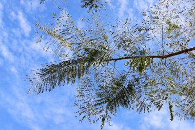 Mavi gökyüzüne karşı uzun bir ağacın dalı.