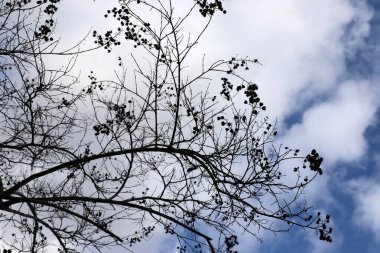 Mavi gökyüzüne karşı uzun bir ağacın dalı.