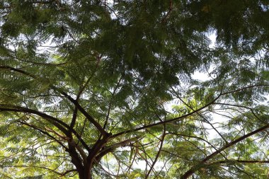 Doğal arka plan, doğa yakın plan. İsrail 'de sıcak yaz.