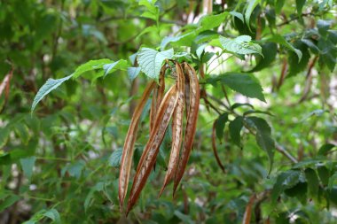 Doğal arka plan, doğa yakın plan. İsrail 'de sıcak yaz.