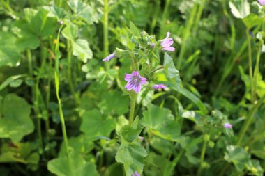 Doğal arka plan, doğa yakın plan. İsrail 'de sıcak yaz.