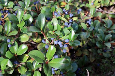 Doğal arka plan, doğa yakın plan. İsrail 'de sıcak yaz.