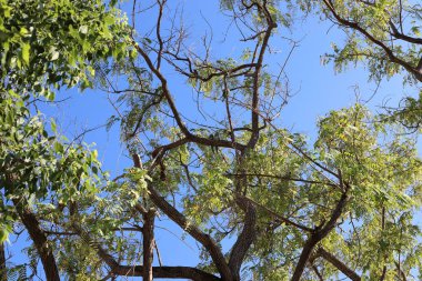 Doğal arka plan, doğa yakın plan. İsrail 'de sıcak yaz.