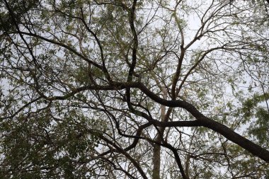 Doğal arka plan, doğa yakın plan. İsrail 'de sıcak yaz.