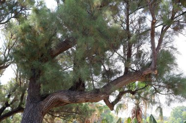 Doğal arka plan, doğa yakın plan. İsrail 'de sıcak yaz.