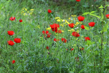 Doğal arka plan, doğa yakın plan. İsrail 'de sıcak yaz.