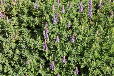 Doğal arka plan, doğa yakın plan. İsrail 'de sıcak yaz.