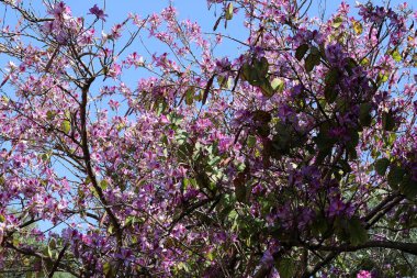Doğal arka plan, doğa yakın plan. İsrail 'de sıcak yaz.