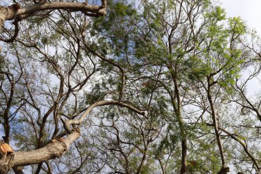 Doğal arka plan, doğa yakın plan. İsrail 'de sıcak yaz.