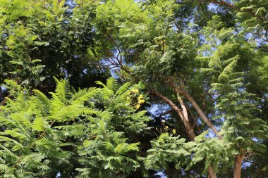 Doğal arka plan, doğa yakın plan. İsrail 'de sıcak yaz.