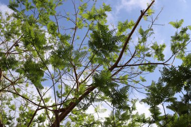 Doğal arka plan, doğa yakın plan. İsrail 'de sıcak yaz.