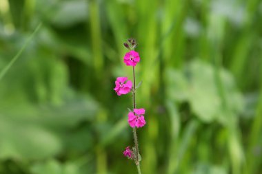Doğal arka plan, doğa yakın plan. İsrail 'de sıcak yaz.