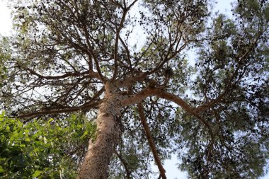 Doğal arka plan, doğa yakın plan. İsrail 'de sıcak yaz.