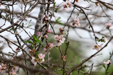 Doğal arka plan, doğa yakın plan. İsrail 'de sıcak yaz.