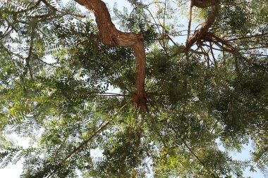 Doğal arka plan, doğa yakın plan. İsrail 'de sıcak yaz.