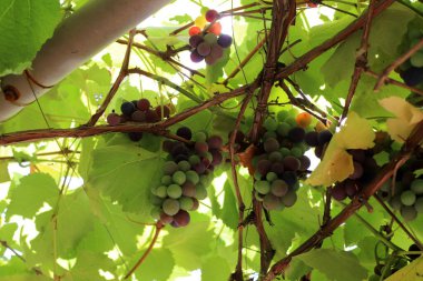 Doğal arka plan, doğa yakın plan. İsrail 'de sıcak yaz.