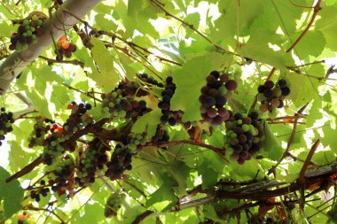 Doğal arka plan, doğa yakın plan. İsrail 'de sıcak yaz.