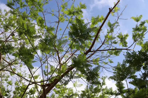 Doğal arka plan, doğa yakın plan. İsrail 'de sıcak yaz.