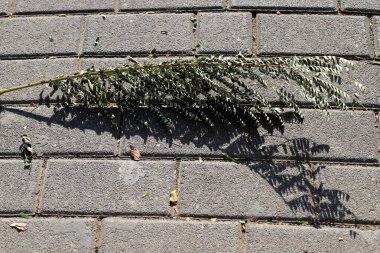 Şehir parkında kurumuş yapraklar ve çiçekler