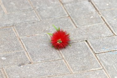 Şehir parkında kurumuş yapraklar ve çiçekler