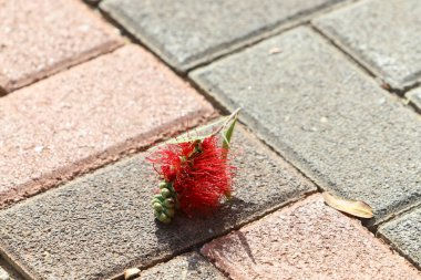 Şehir parkında kurumuş yapraklar ve çiçekler