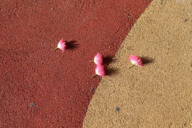 Şehir parkında kurumuş yapraklar ve çiçekler