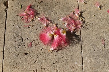 Şehir parkında kurumuş yapraklar ve çiçekler