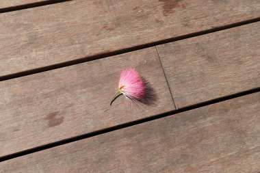 Şehir parkında kurumuş yapraklar ve çiçekler