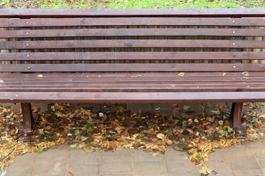 Şehir parkında kurumuş yapraklar ve çiçekler