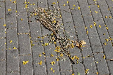 Şehir parkında kurumuş yapraklar ve çiçekler