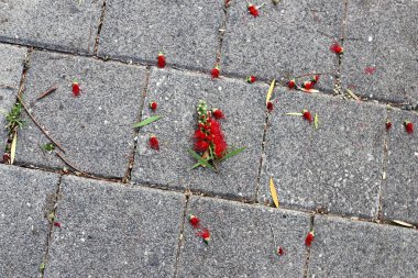 Şehir parkında kurumuş yapraklar ve çiçekler