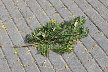 Şehir parkında kurumuş yapraklar ve çiçekler