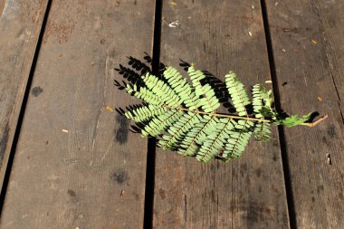 Şehir parkında kurumuş yapraklar ve çiçekler