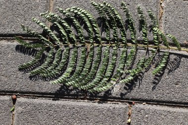 Şehir parkında kurumuş yapraklar ve çiçekler