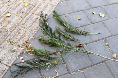 Şehir parkında kurumuş yapraklar ve çiçekler