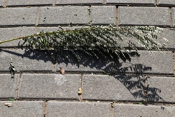 Şehir parkında kurumuş yapraklar ve çiçekler