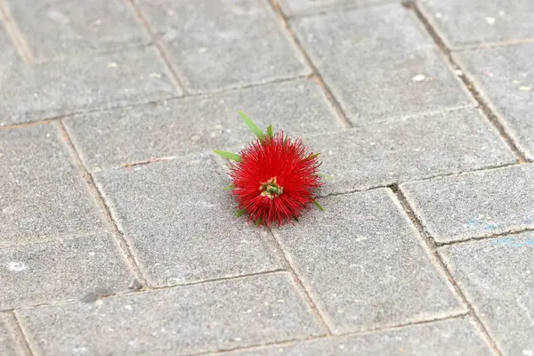 Şehir parkında kurumuş yapraklar ve çiçekler