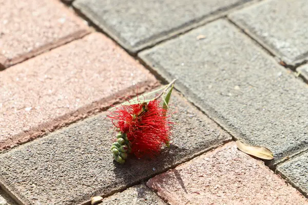 Şehir parkında kurumuş yapraklar ve çiçekler