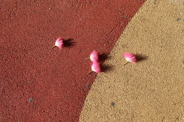 Şehir parkında kurumuş yapraklar ve çiçekler