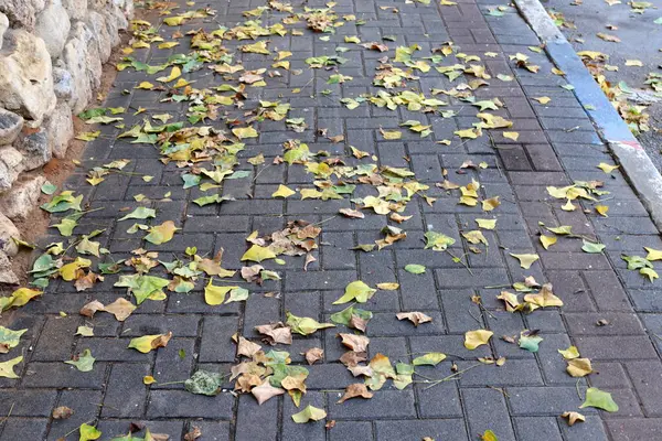 Şehir parkında kurumuş yapraklar ve çiçekler